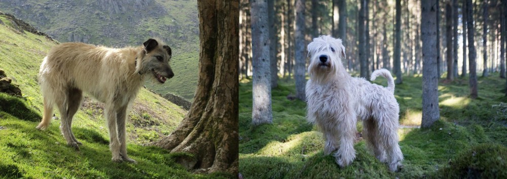 Soft-Coated Wheaten Terrier vs Lurcher - Breed Comparison