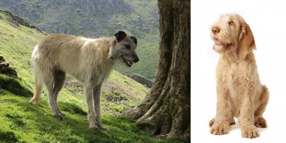 Spinone Italiano vs Lurcher - Breed Comparison