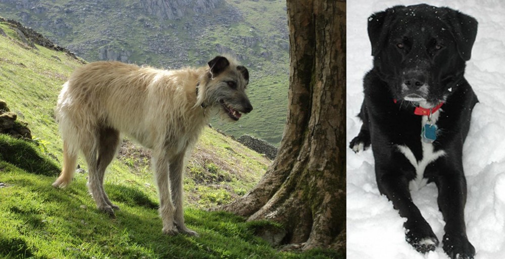 St. John's Water Dog vs Lurcher - Breed Comparison