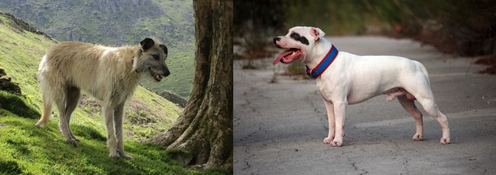 Staffordshire Bull Terrier vs Lurcher - Breed Comparison