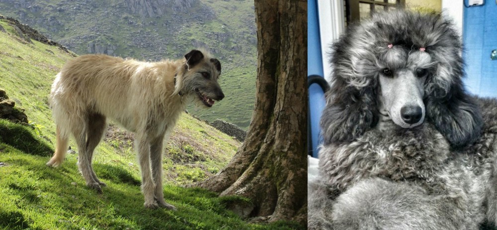 Standard Poodle vs Lurcher - Breed Comparison