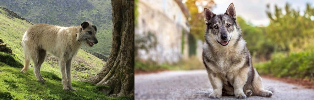 Swedish Vallhund vs Lurcher - Breed Comparison