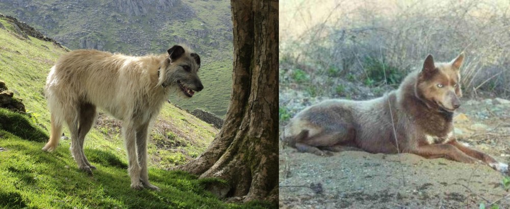 Tahltan Bear Dog vs Lurcher - Breed Comparison
