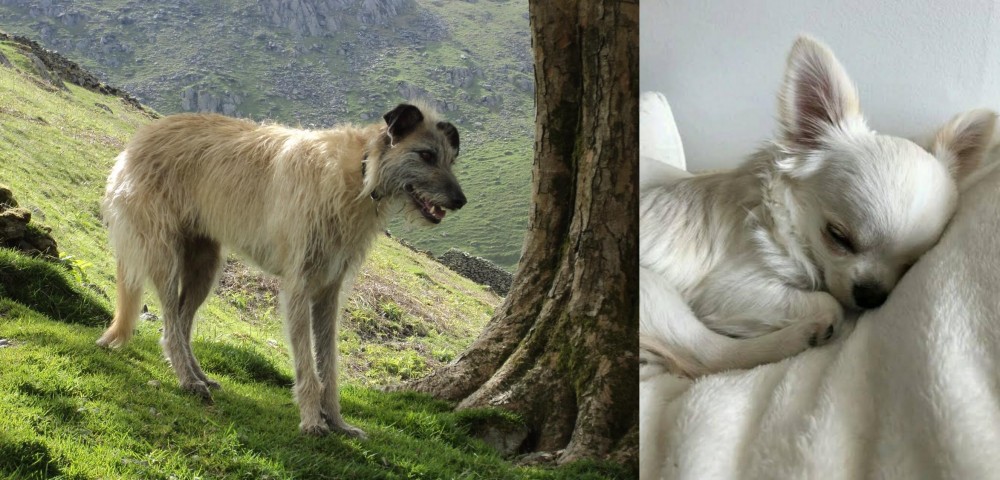 Tea Cup Chihuahua vs Lurcher - Breed Comparison