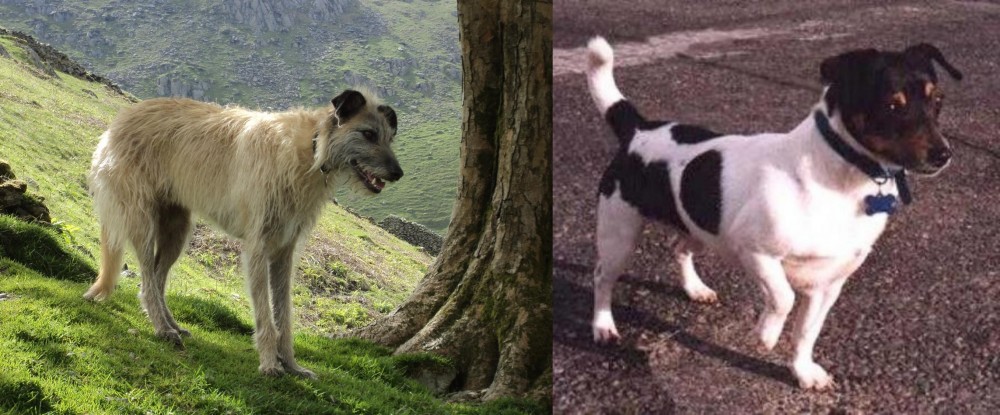 Teddy Roosevelt Terrier vs Lurcher - Breed Comparison
