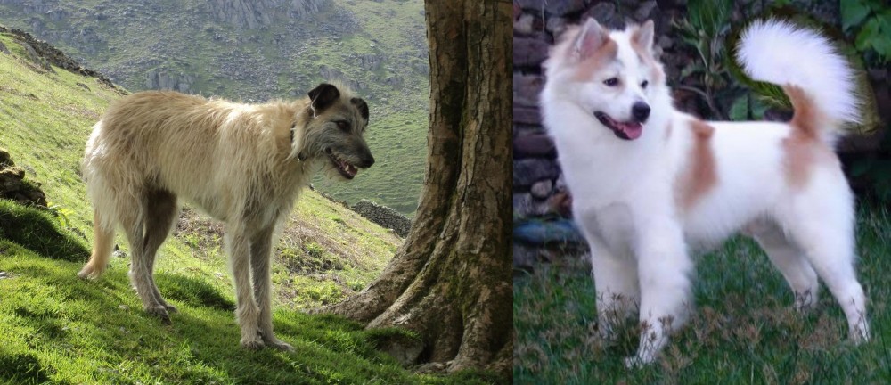 Thai Bangkaew vs Lurcher - Breed Comparison