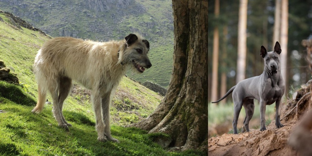 Thai Ridgeback vs Lurcher - Breed Comparison
