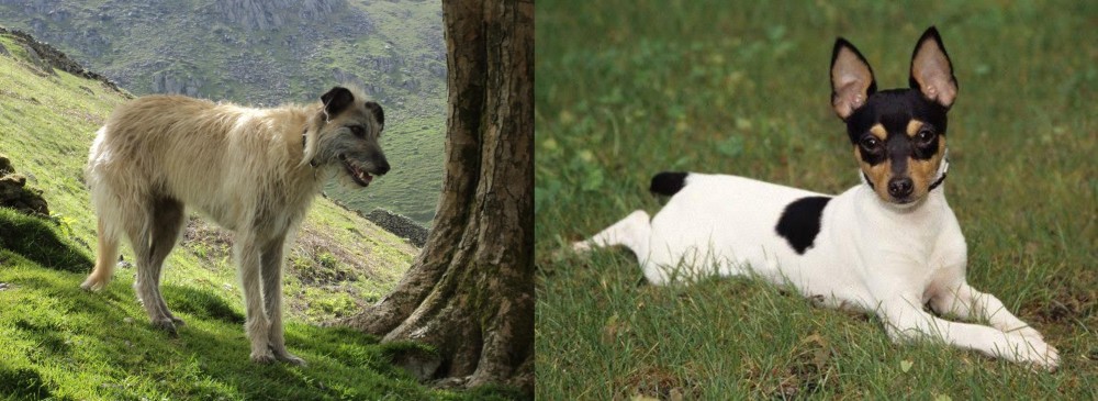 Toy Fox Terrier vs Lurcher - Breed Comparison