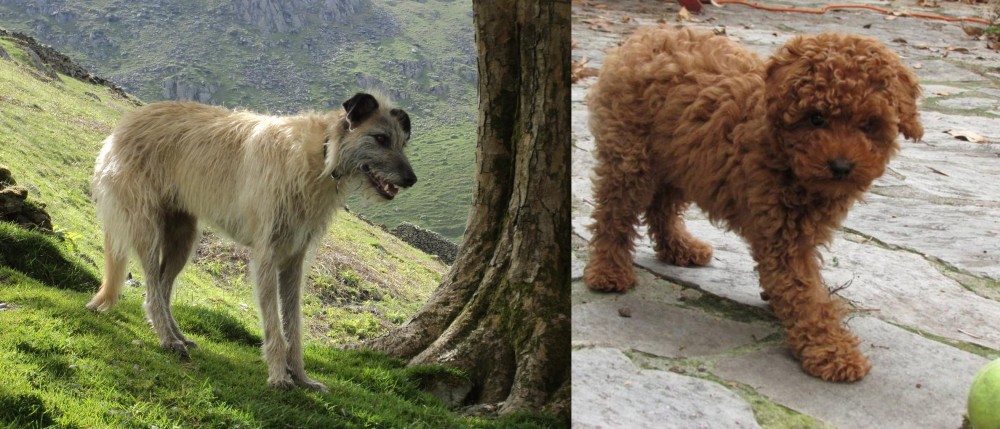 Toy Poodle vs Lurcher - Breed Comparison