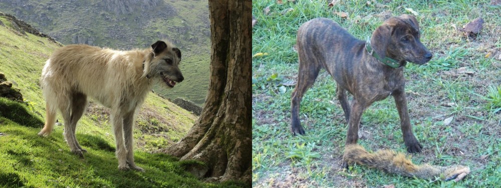 Treeing Cur vs Lurcher - Breed Comparison