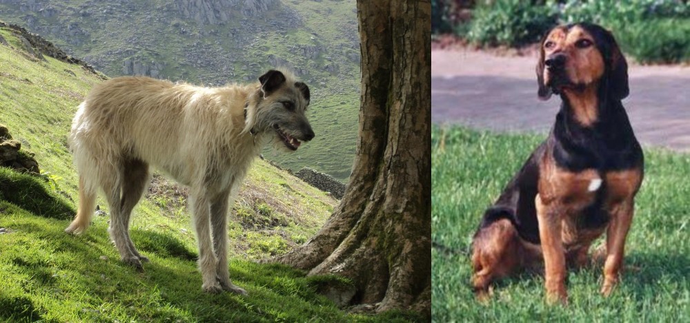 Tyrolean Hound vs Lurcher - Breed Comparison