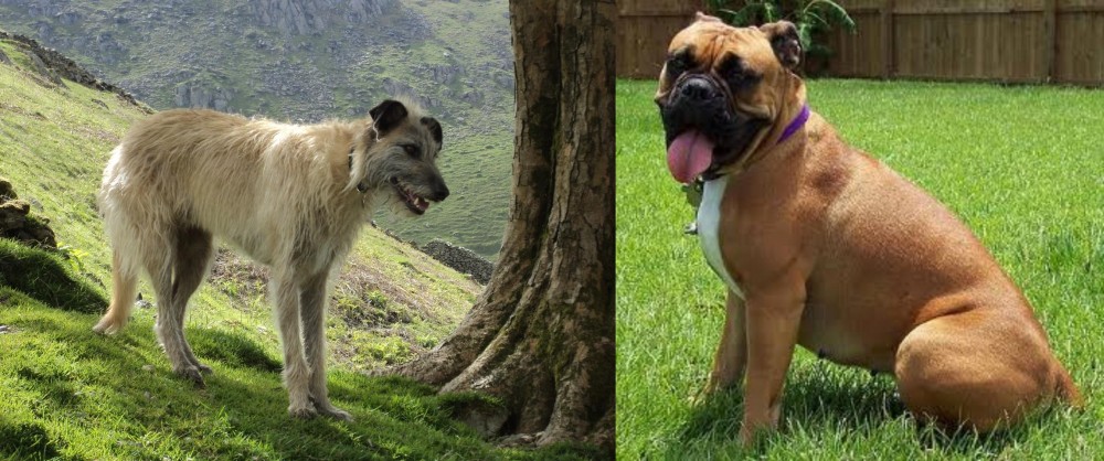 Valley Bulldog vs Lurcher - Breed Comparison