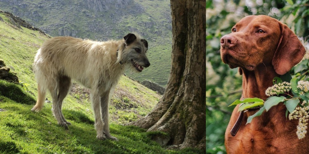 Vizsla vs Lurcher - Breed Comparison