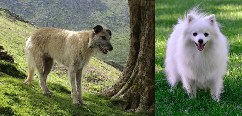 Volpino Italiano vs Lurcher - Breed Comparison