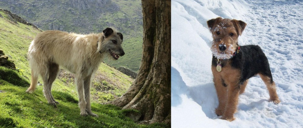 Welsh Terrier vs Lurcher - Breed Comparison