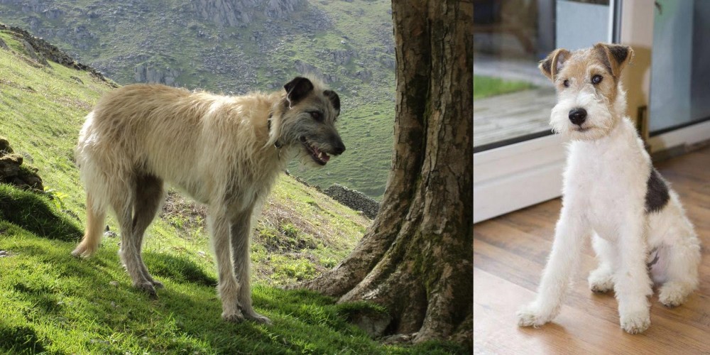Wire Fox Terrier vs Lurcher - Breed Comparison