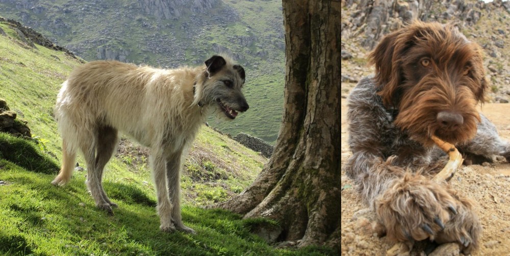 Wirehaired Pointing Griffon vs Lurcher - Breed Comparison