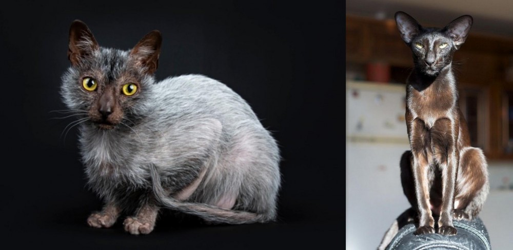 Oriental Shorthair vs Lykoi - Breed Comparison