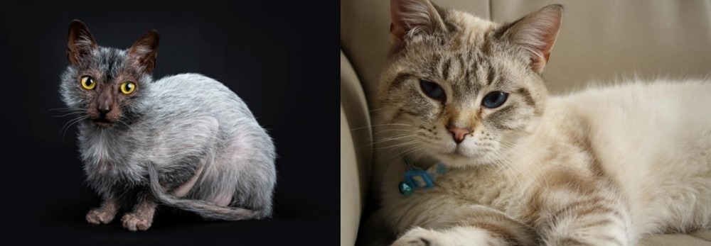 Siamese/Tabby vs Lykoi - Breed Comparison