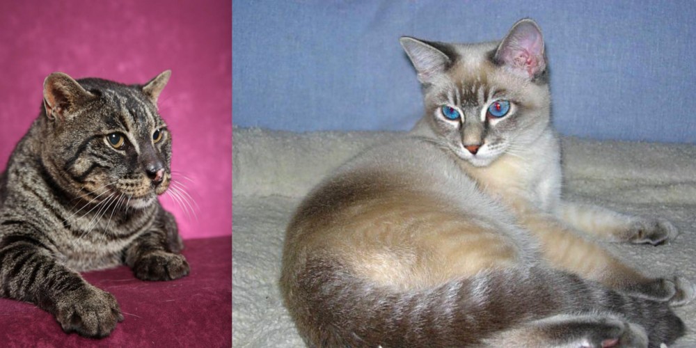 Tiger Cat vs Machbagral - Breed Comparison