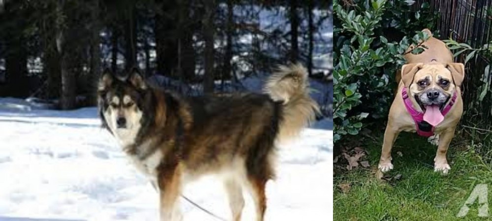 Beabull vs Mackenzie River Husky - Breed Comparison