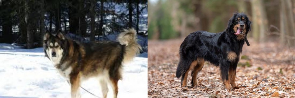 Hovawart vs Mackenzie River Husky - Breed Comparison