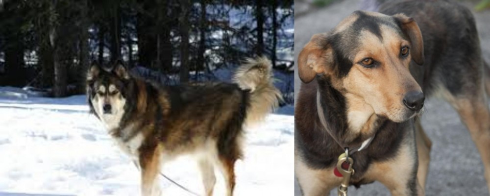 Huntaway vs Mackenzie River Husky - Breed Comparison