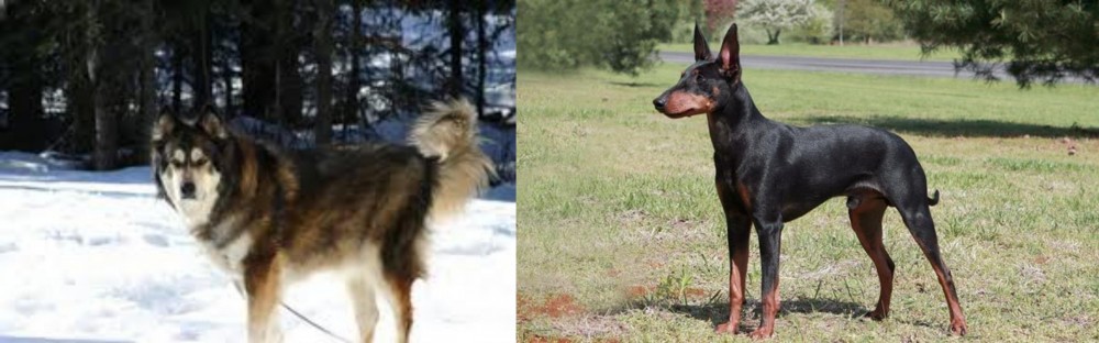 Manchester Terrier vs Mackenzie River Husky - Breed Comparison