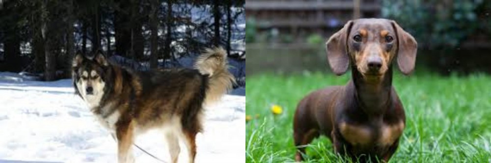 Miniature Dachshund vs Mackenzie River Husky - Breed Comparison