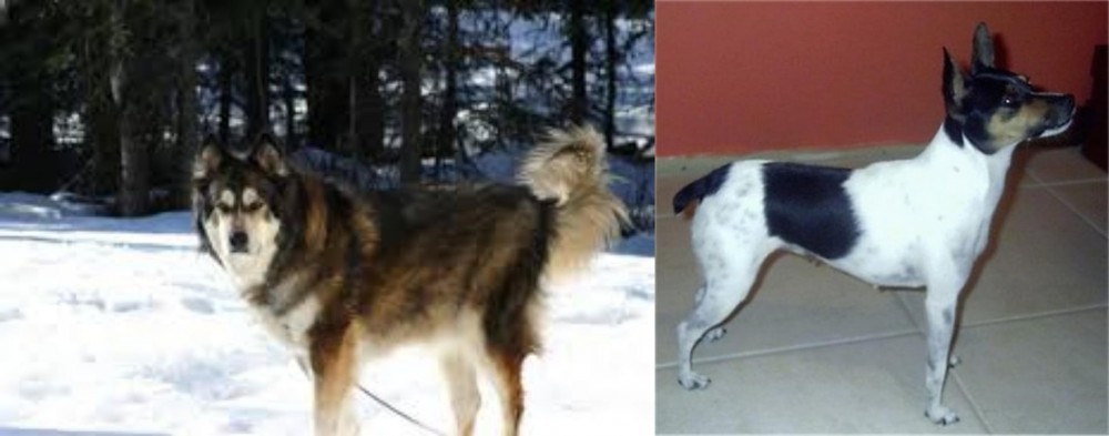 Miniature Fox Terrier vs Mackenzie River Husky - Breed Comparison