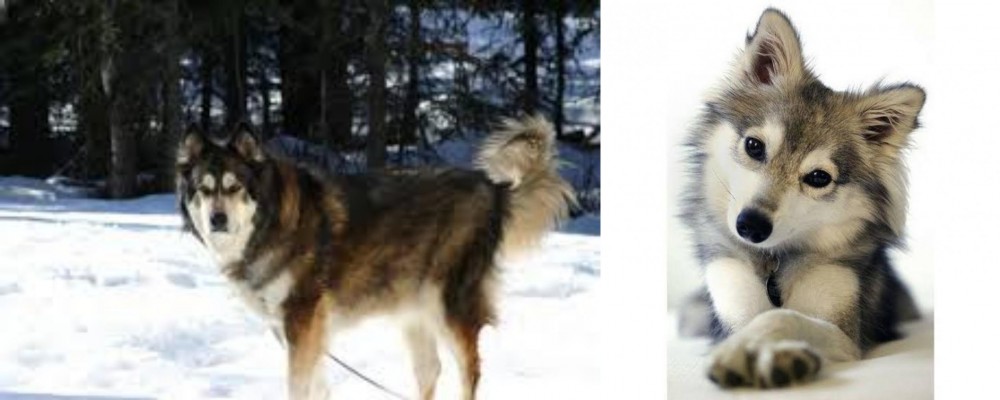 Miniature Siberian Husky vs Mackenzie River Husky - Breed Comparison