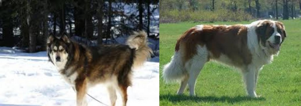 Moscow Watchdog vs Mackenzie River Husky - Breed Comparison