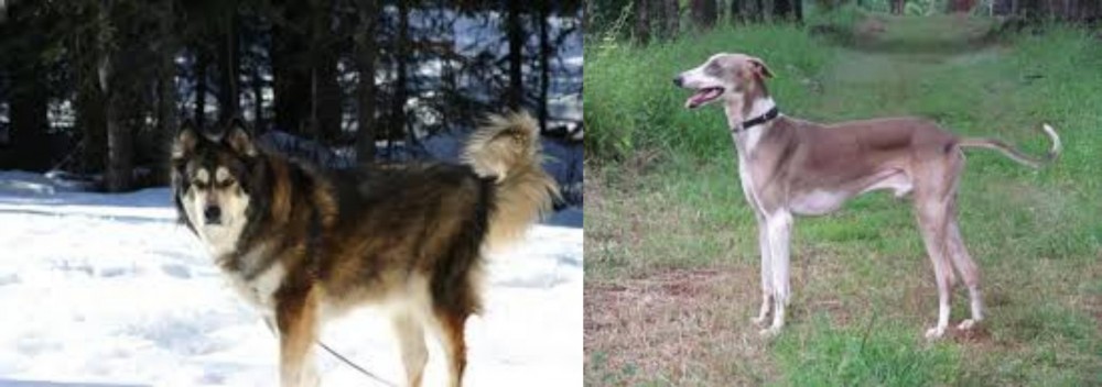 Mudhol Hound vs Mackenzie River Husky - Breed Comparison