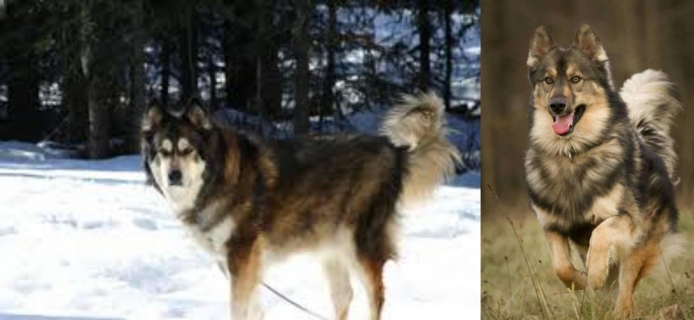 Native American Indian Dog vs Mackenzie River Husky - Breed Comparison