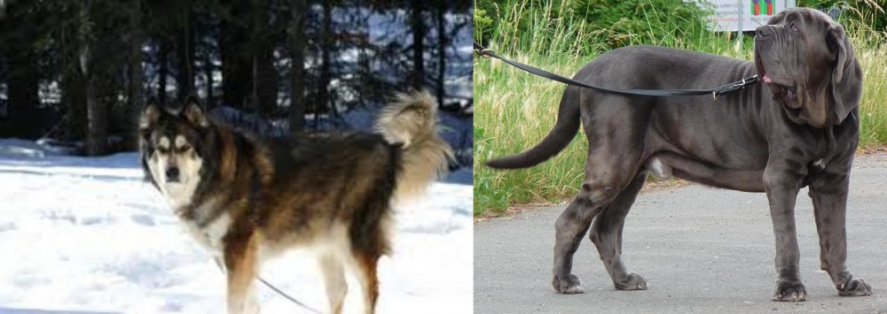 Neapolitan Mastiff vs Mackenzie River Husky - Breed Comparison