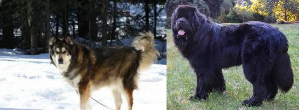 Newfoundland Dog vs Mackenzie River Husky - Breed Comparison