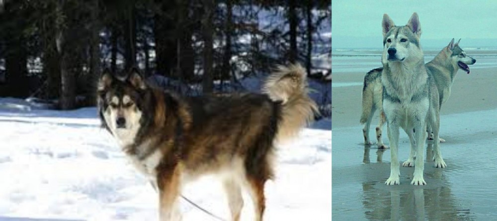 Northern Inuit Dog vs Mackenzie River Husky - Breed Comparison