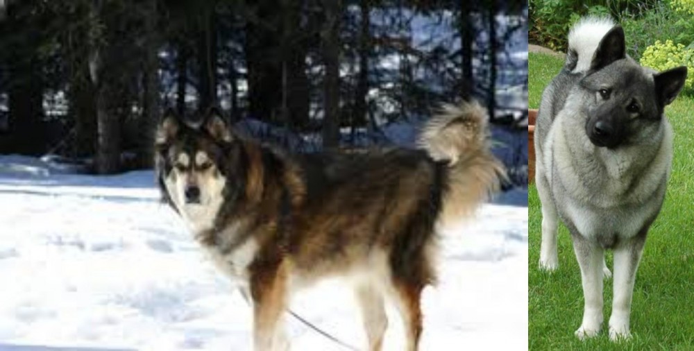 Norwegian Elkhound vs Mackenzie River Husky - Breed Comparison
