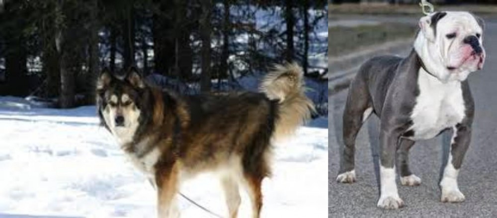 Old English Bulldog vs Mackenzie River Husky - Breed Comparison