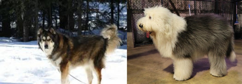 Old English Sheepdog vs Mackenzie River Husky - Breed Comparison