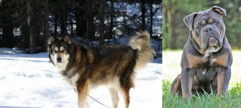 Olde English Bulldogge vs Mackenzie River Husky - Breed Comparison