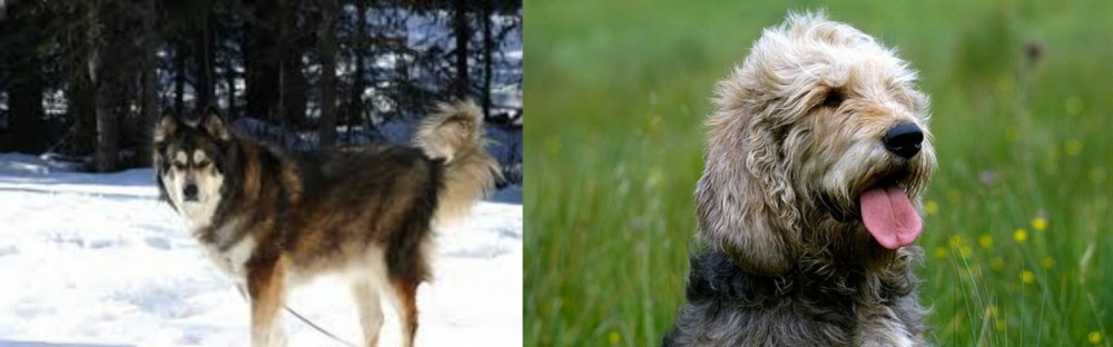 Otterhound vs Mackenzie River Husky - Breed Comparison