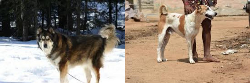 Pandikona vs Mackenzie River Husky - Breed Comparison