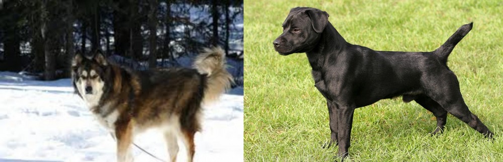 Patterdale Terrier vs Mackenzie River Husky - Breed Comparison