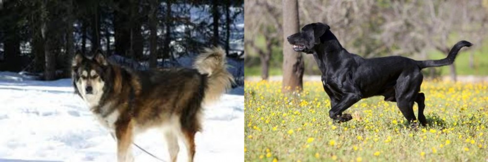 Perro de Pastor Mallorquin vs Mackenzie River Husky - Breed Comparison