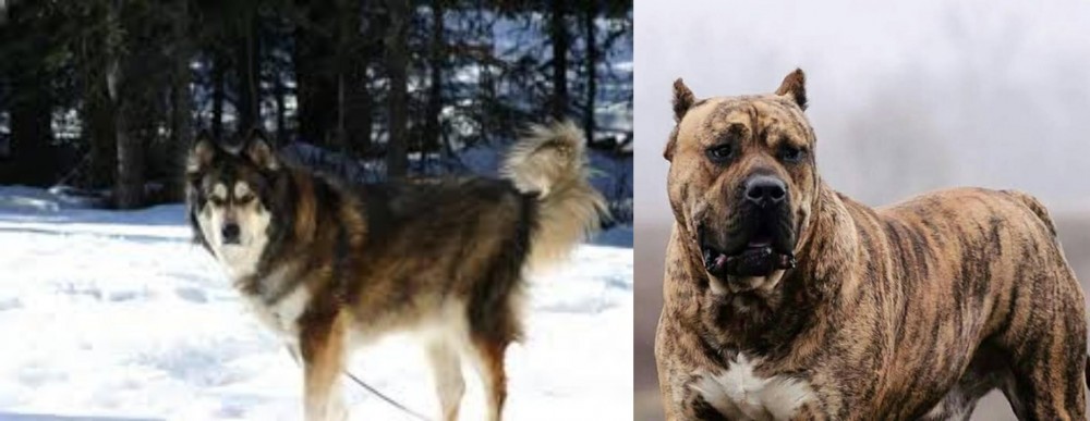 Perro de Presa Canario vs Mackenzie River Husky - Breed Comparison