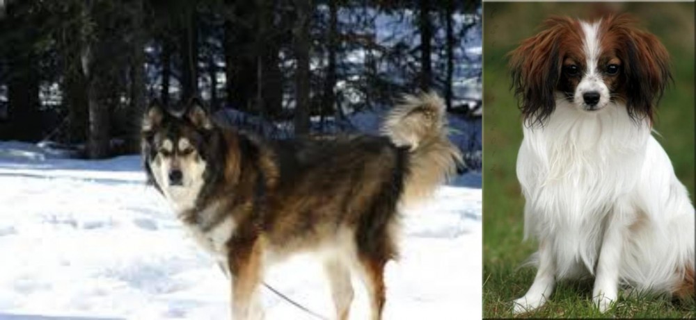 Phalene vs Mackenzie River Husky - Breed Comparison