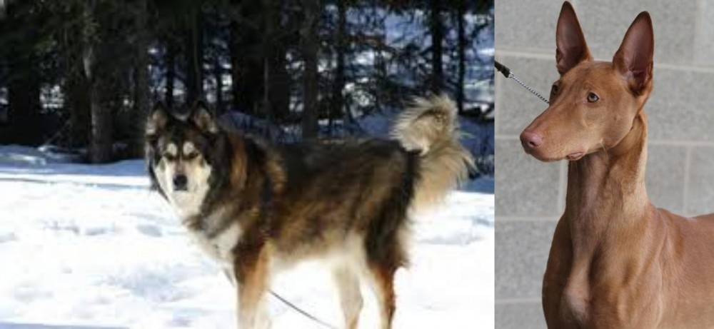 Pharaoh Hound vs Mackenzie River Husky - Breed Comparison