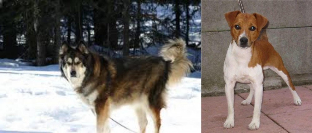 Plummer Terrier vs Mackenzie River Husky - Breed Comparison