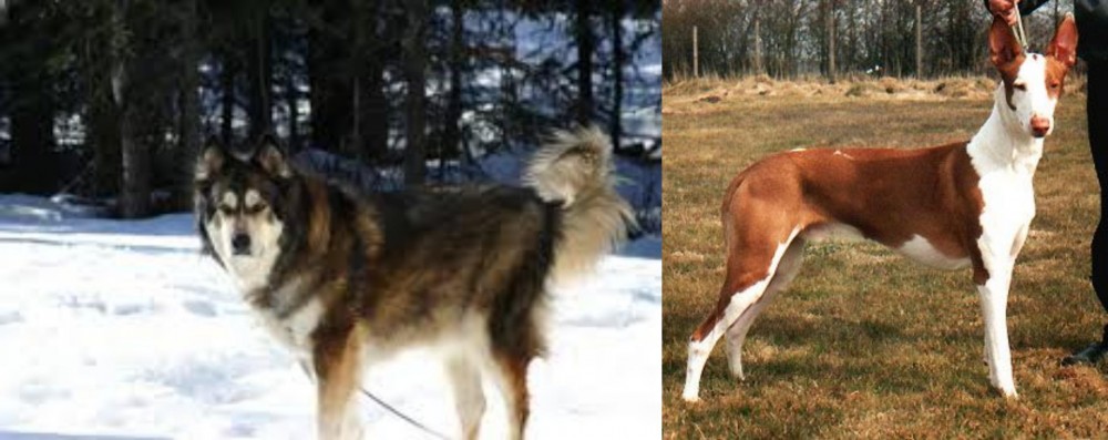 Podenco Canario vs Mackenzie River Husky - Breed Comparison